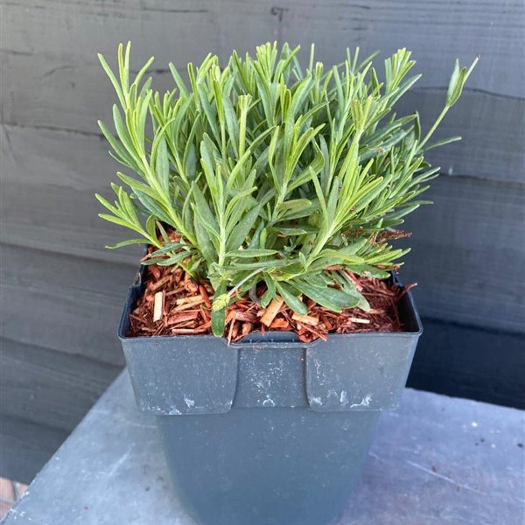 Lavendel – Lavandula angustifolia 'Hidcote' - C2